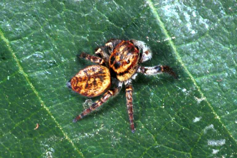 Carrhotus_xanthogramma_RF0682_Z_75_Les Gris_Frankrijk.jpg